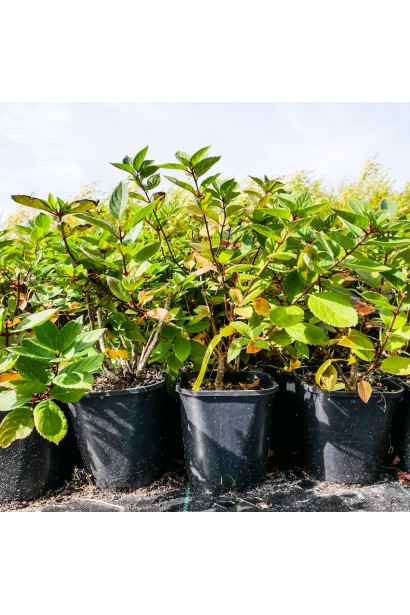 Саджанці гортензії Touch of Pink в садовому центрі